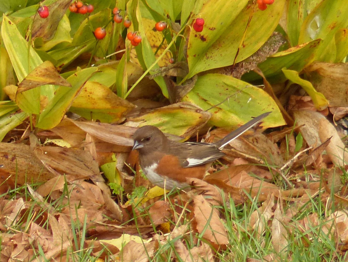 Eastern Towhee - ML644001461