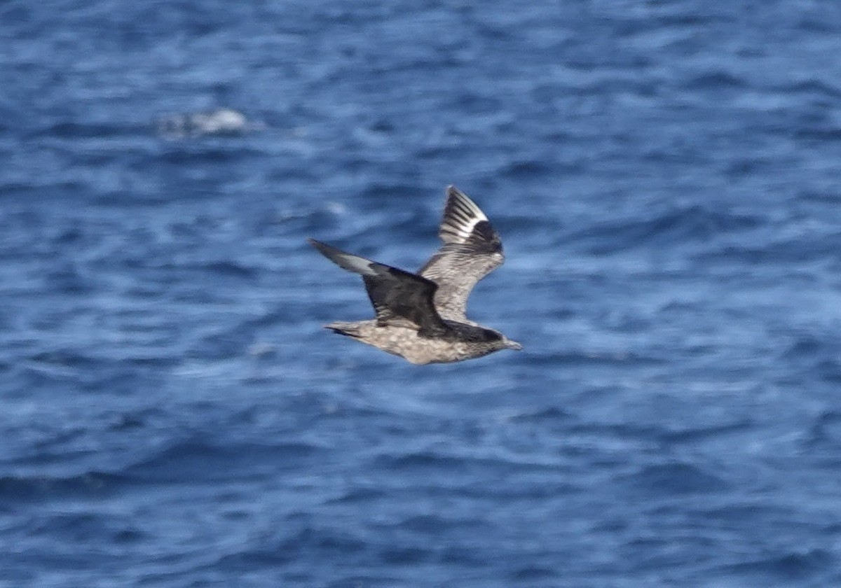 Great Skua - ML644001462