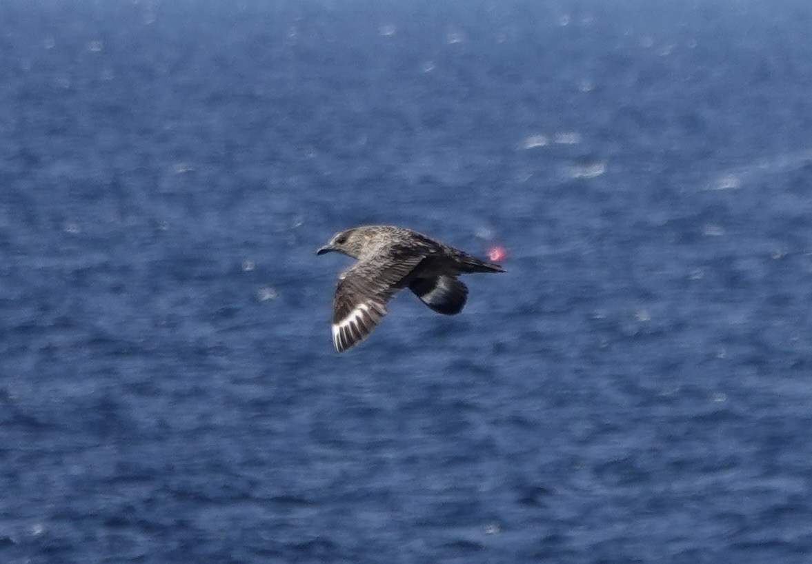 Great Skua - ML644001508