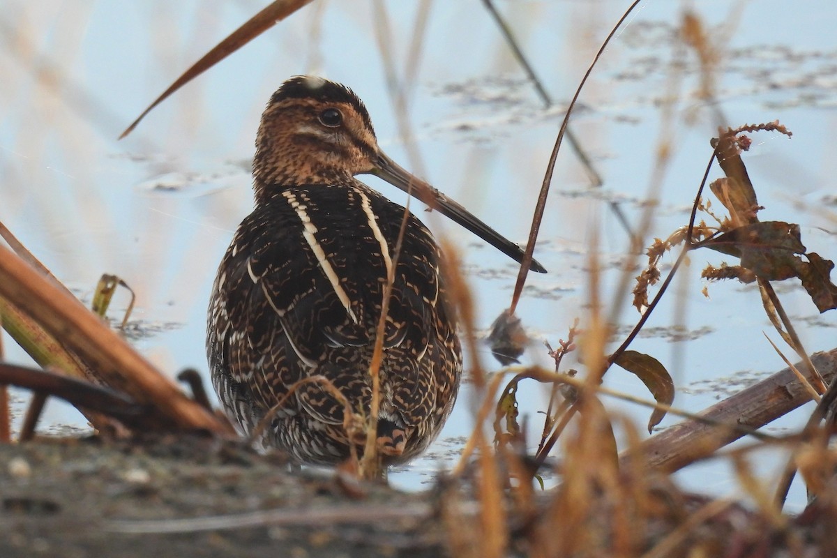 Wilson's Snipe - ML644001523