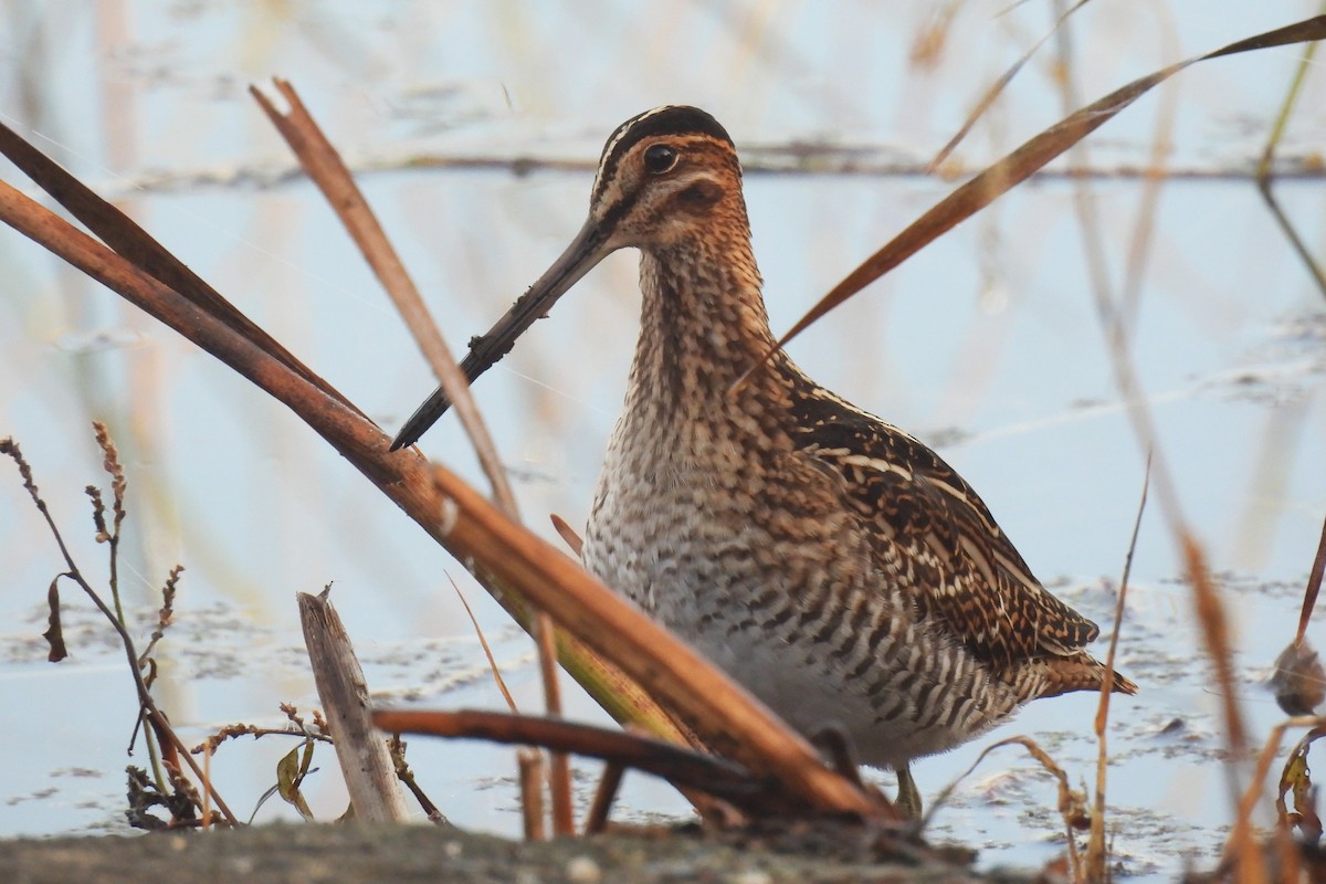 Wilson's Snipe - ML644001540