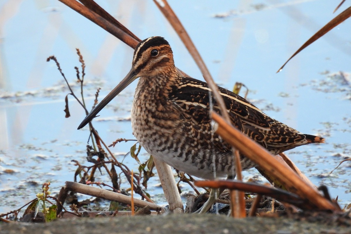 Wilson's Snipe - ML644001547