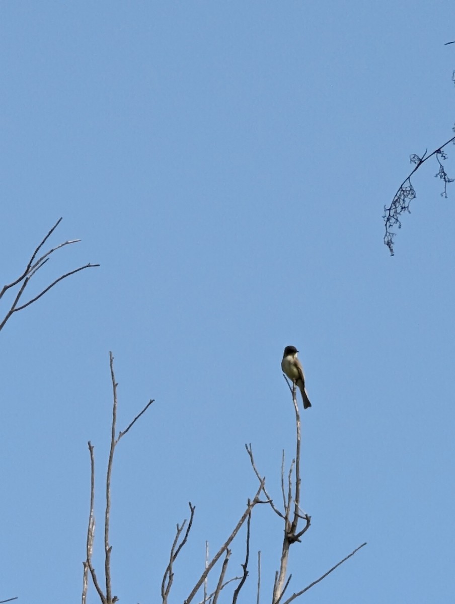 Eastern Phoebe - ML644001562