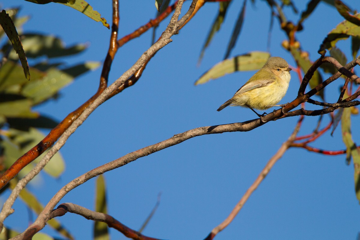 コバシムシクイ - ML644001588