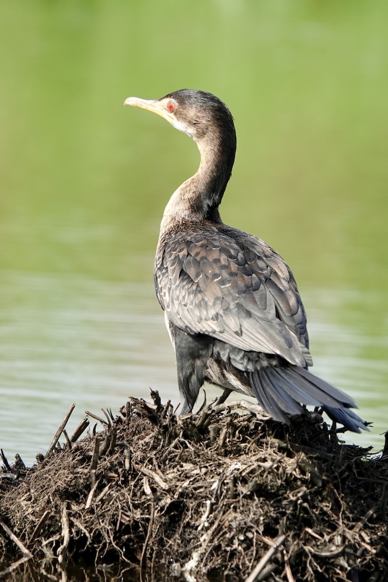 kormorán dlouhoocasý - ML644001590