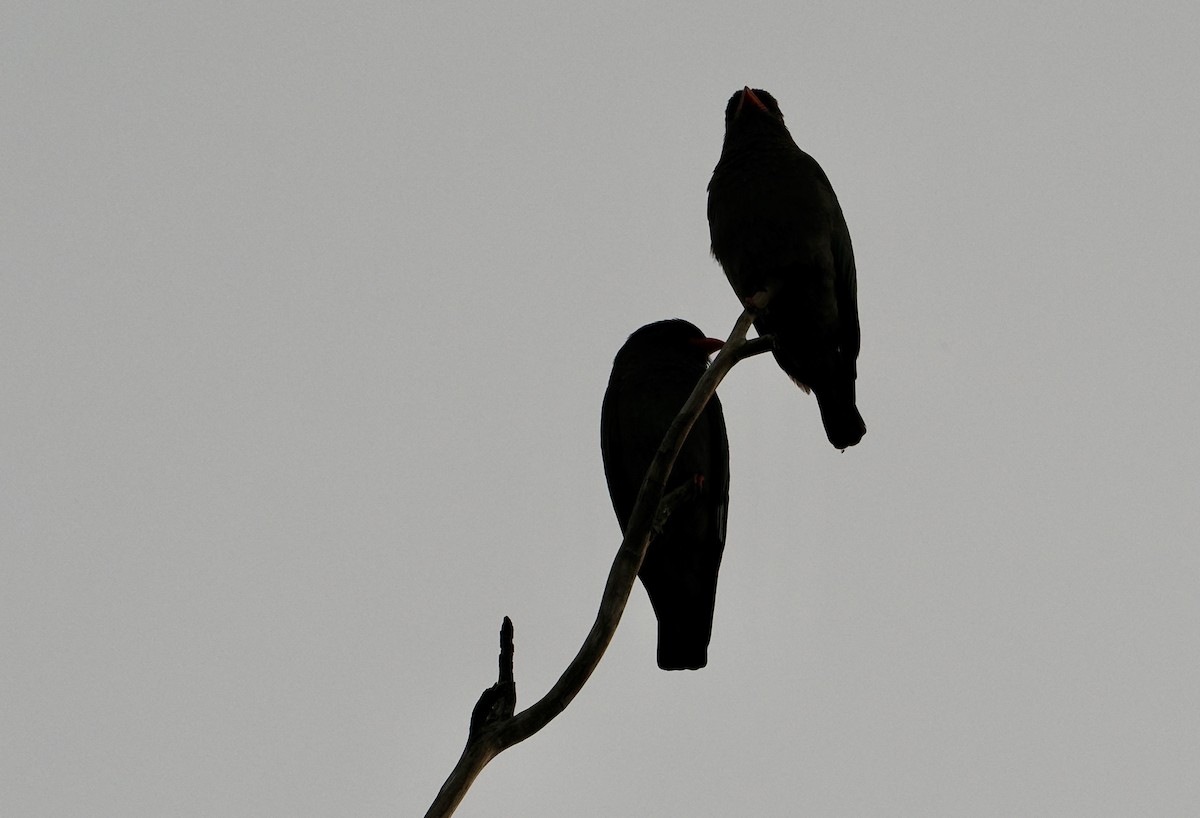 orientråke - ML644001600