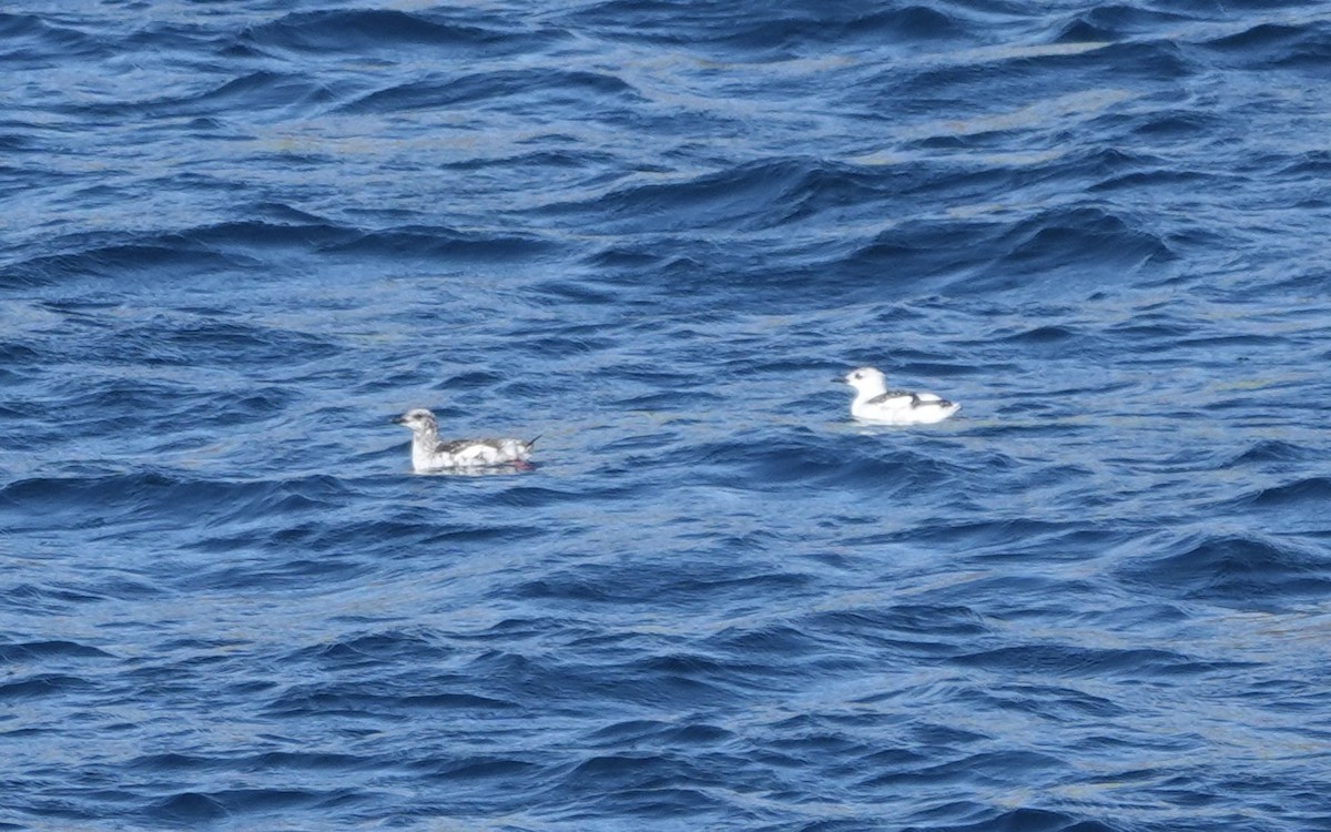 Black Guillemot - ML644001616