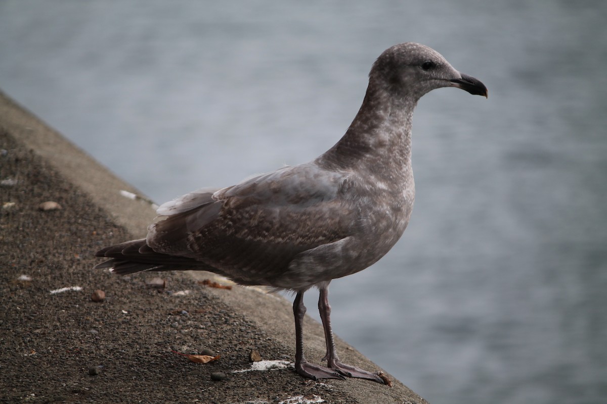 Western x Glaucous-winged Gull (hybrid) - ML644001617