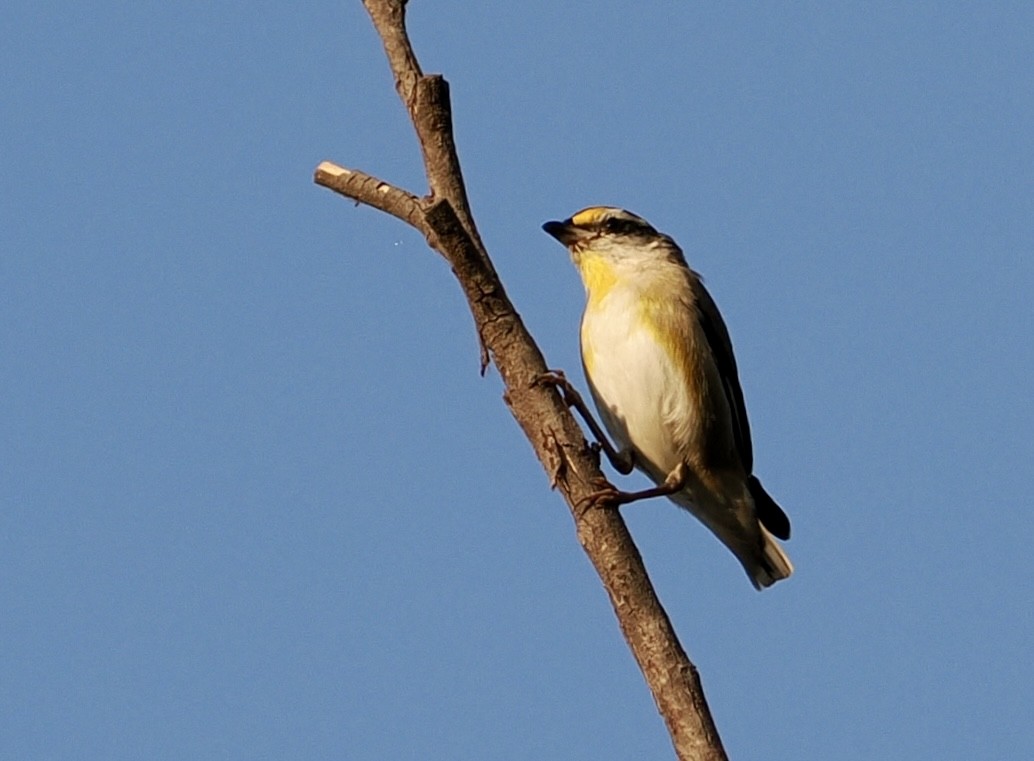 Striated Pardalote - ML644001618