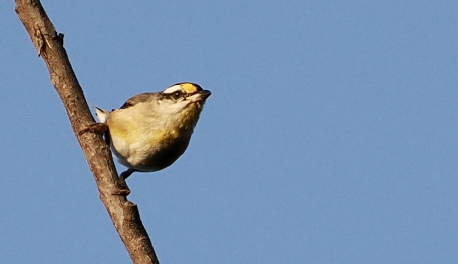 Striated Pardalote - ML644001619