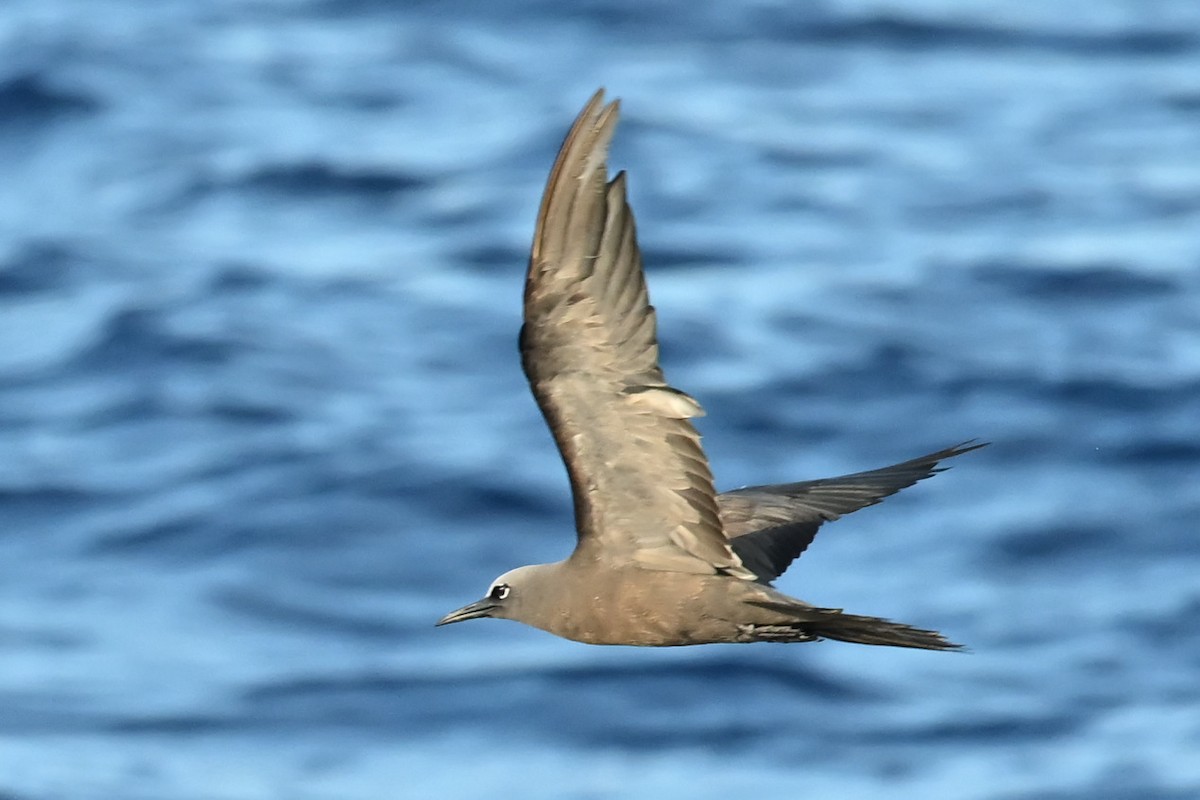 Brown Noddy - ML644001637