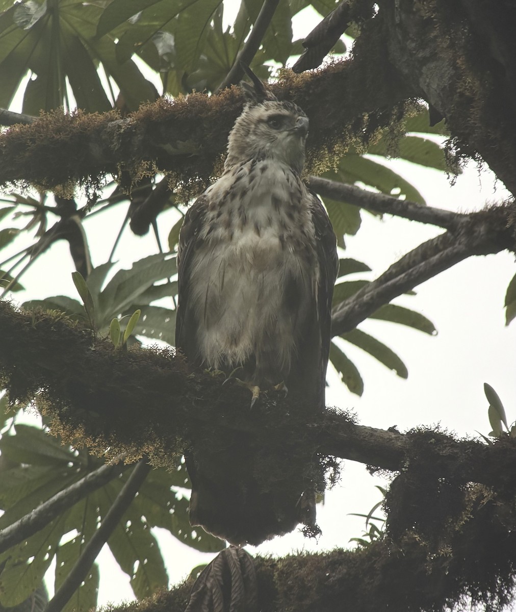 Black-and-chestnut Eagle - ML644001651