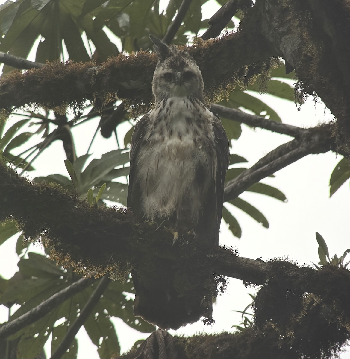 Black-and-chestnut Eagle - ML644001653