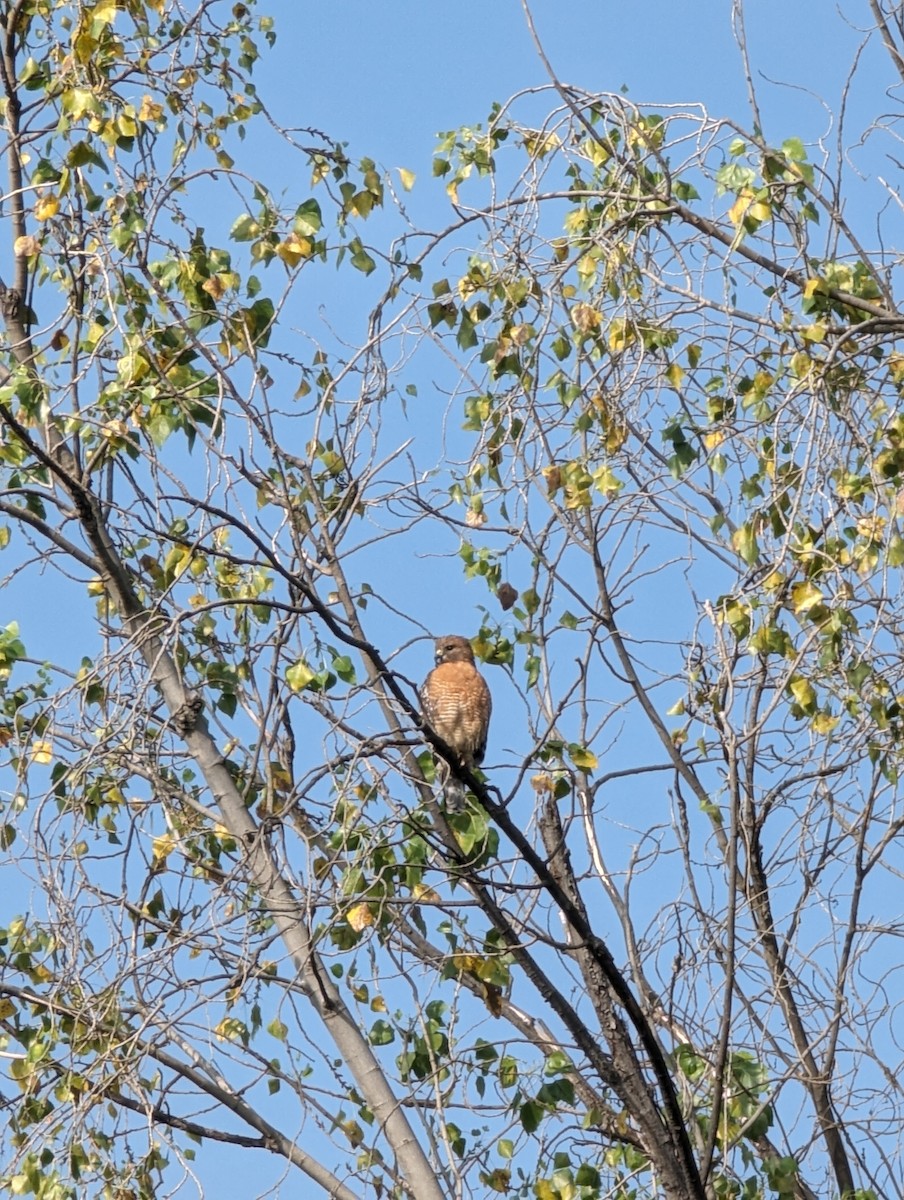 Red-shouldered Hawk - ML644001686