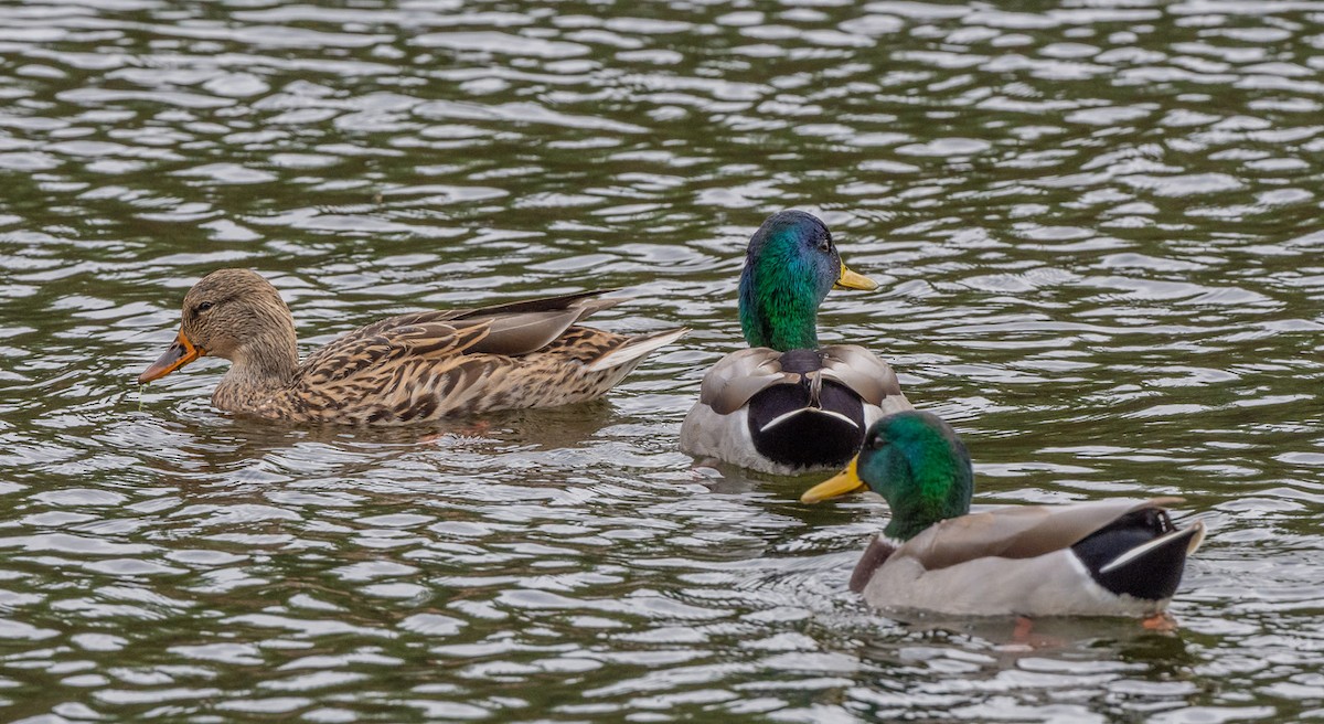 マガモ - ML644001701
