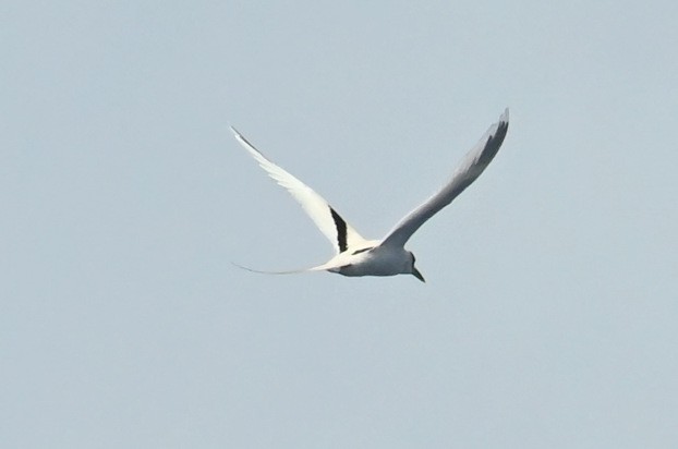 White-tailed Tropicbird (Pacific) - ML644001715