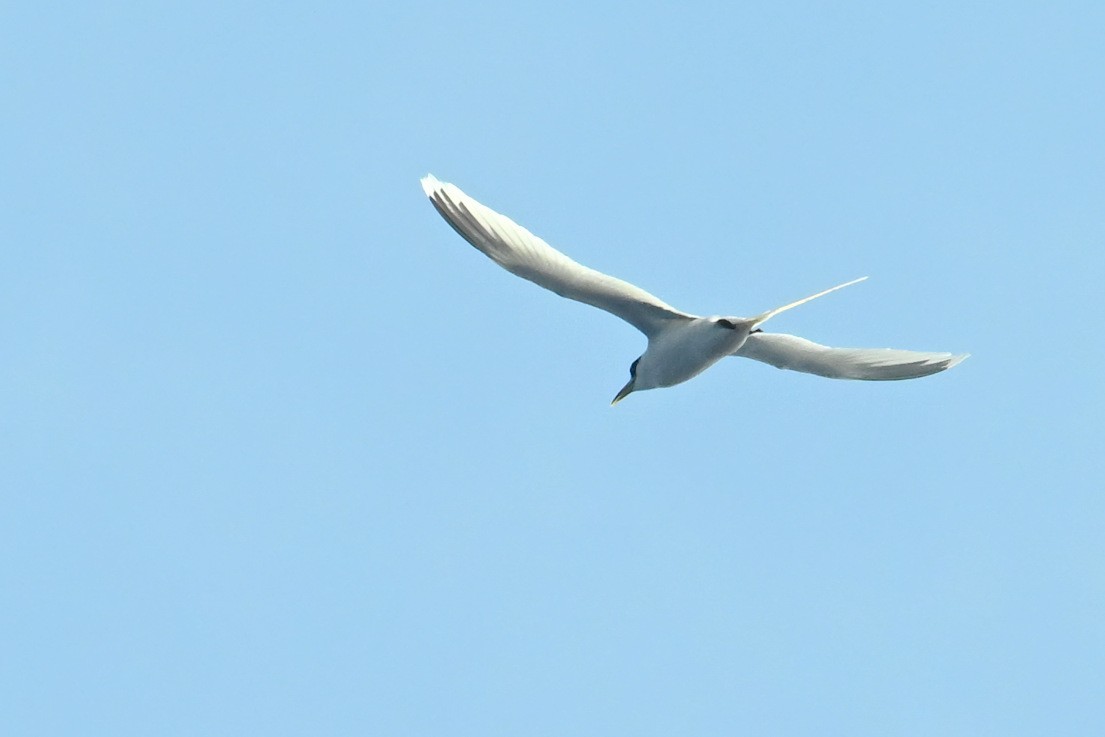 White-tailed Tropicbird (Pacific) - ML644001716