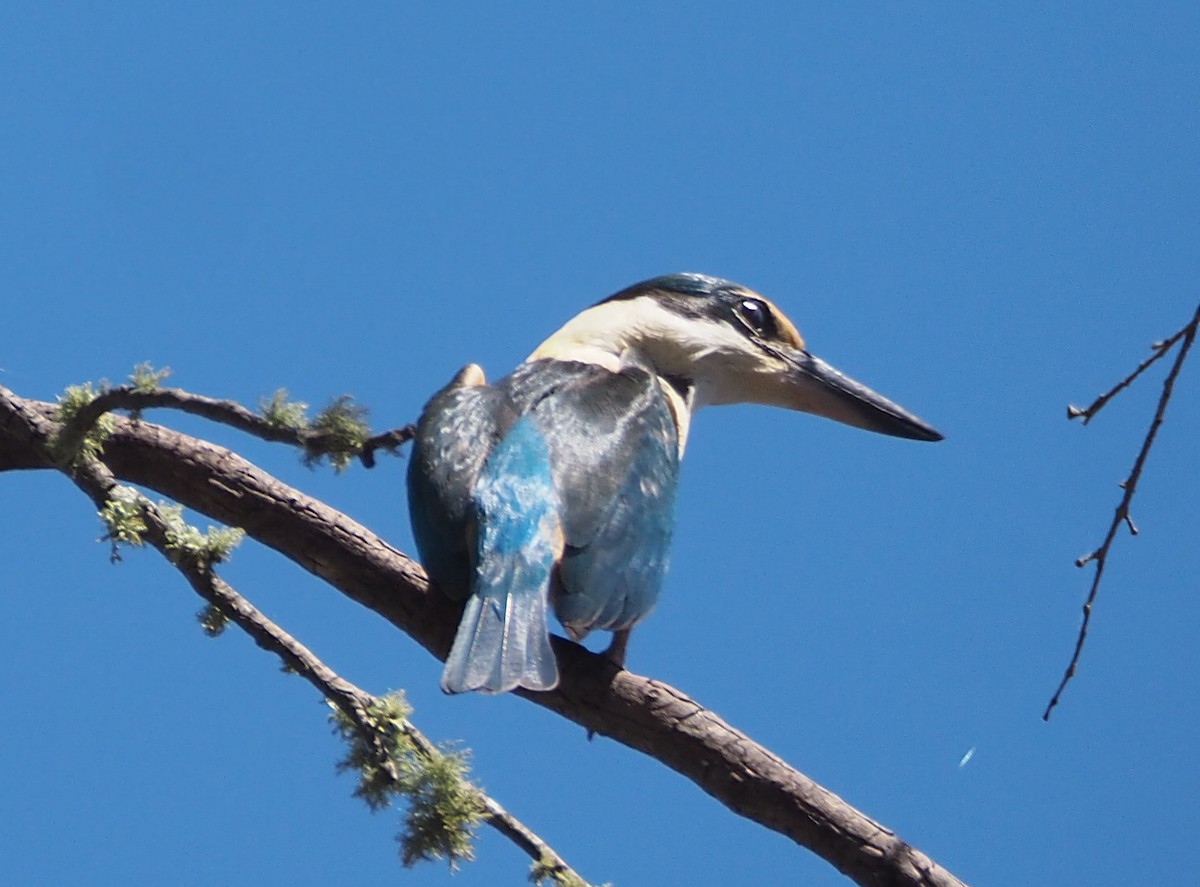 Sacred Kingfisher - ML644001723