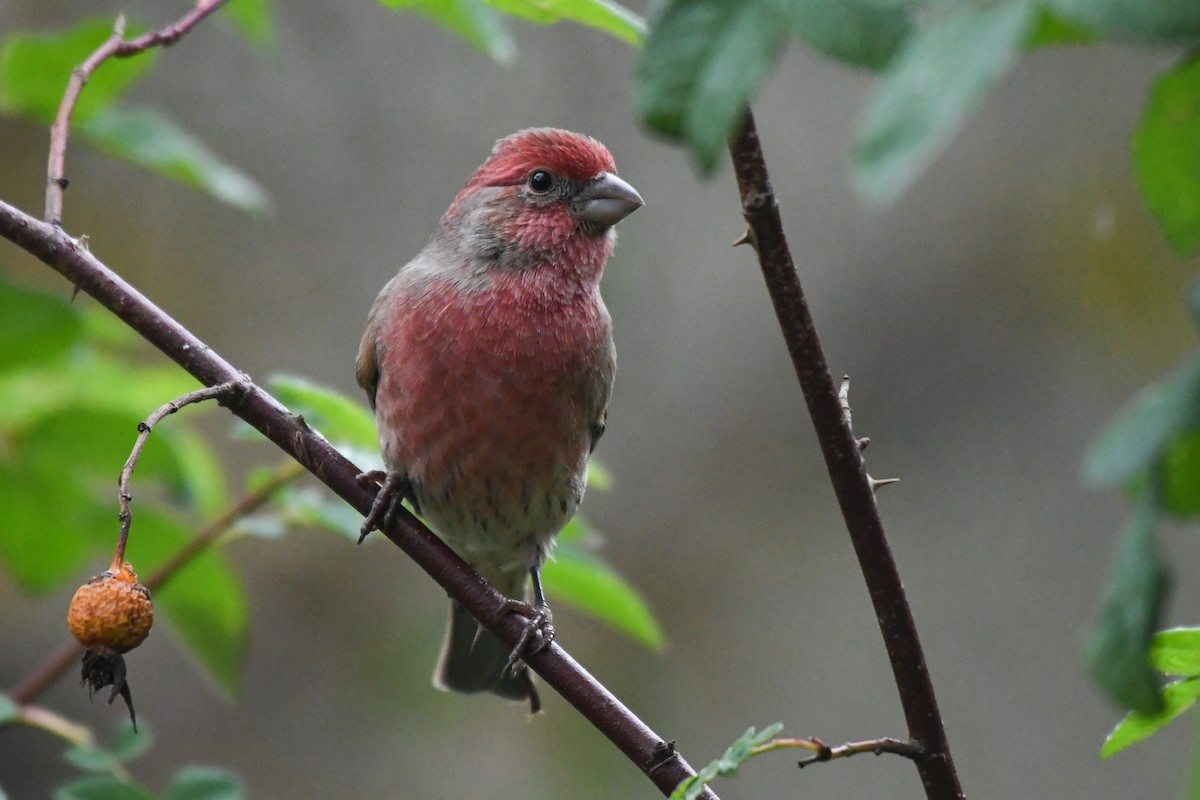 House Finch - ML644001741