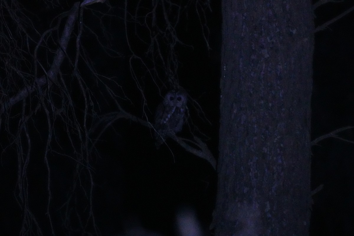 モリフクロウ - ML644001744