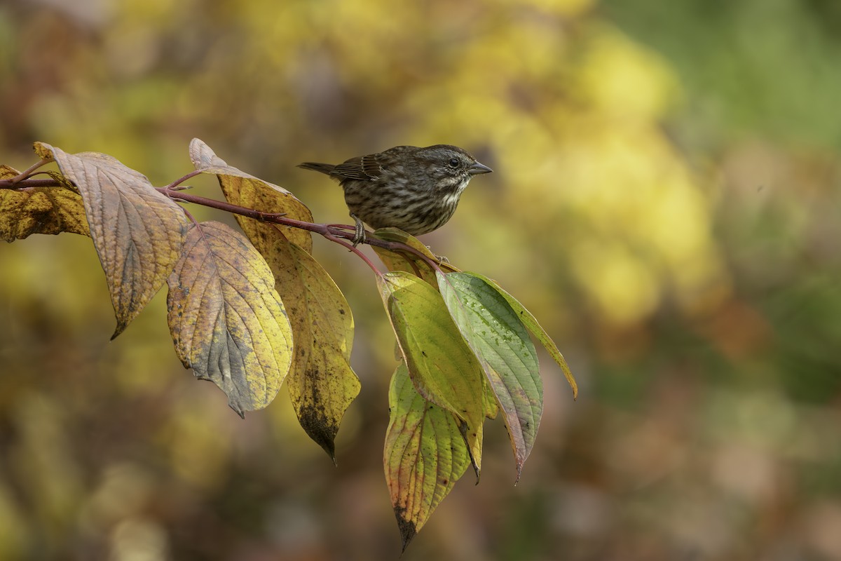 Song Sparrow - ML644001755