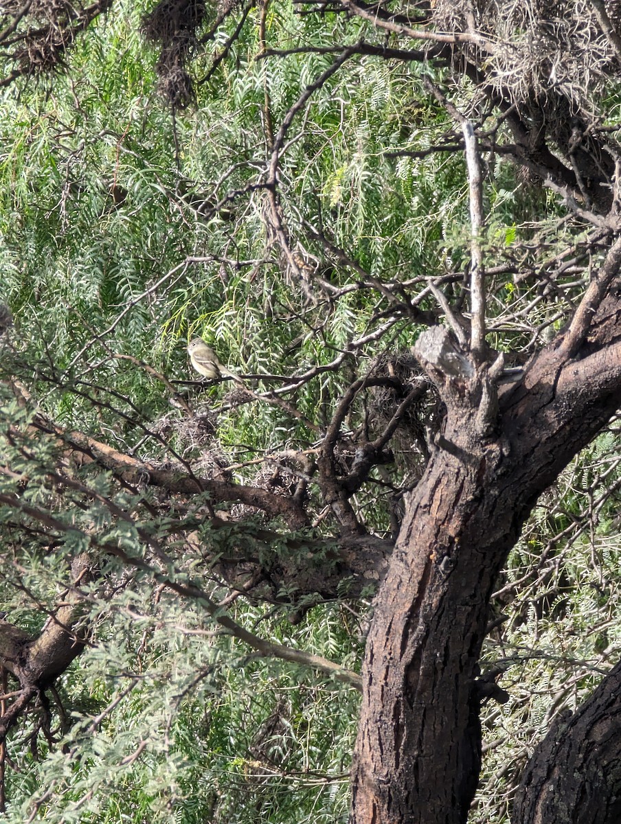 Hammond's Flycatcher - ML644001759