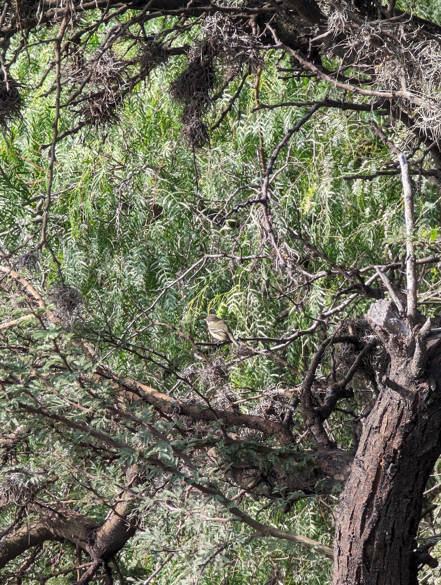 Hammond's Flycatcher - ML644001760