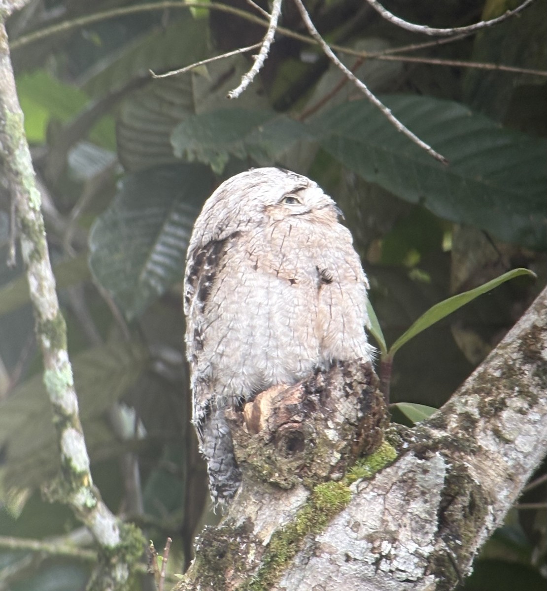 Common Potoo - ML644001772