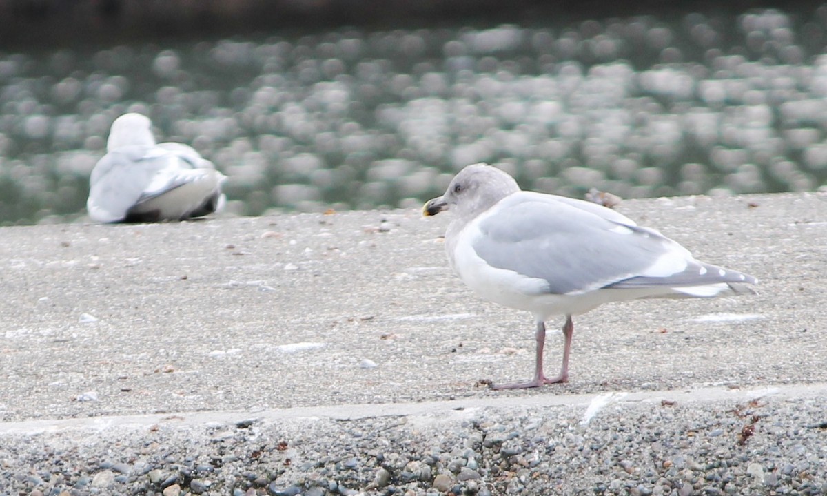 Western x Glaucous-winged Gull (hybrid) - ML644001779