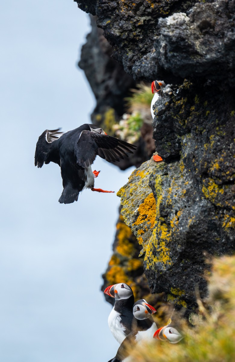 Atlantic Puffin - ML644001789