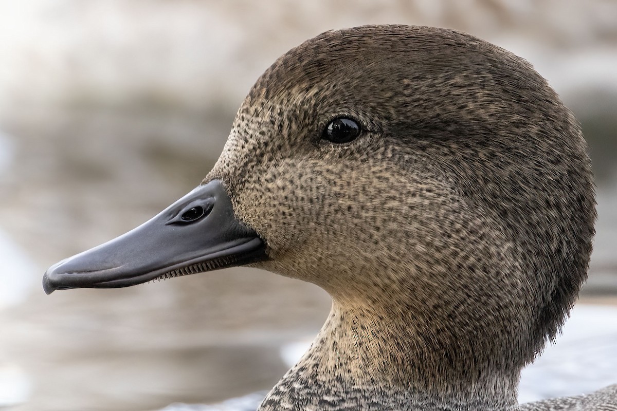 Gadwall - ML644001797