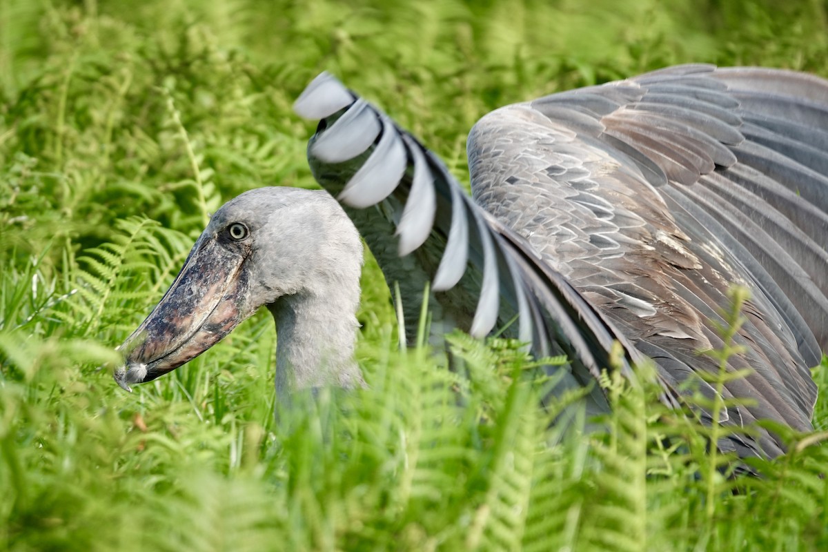 Shoebill - ML644001815