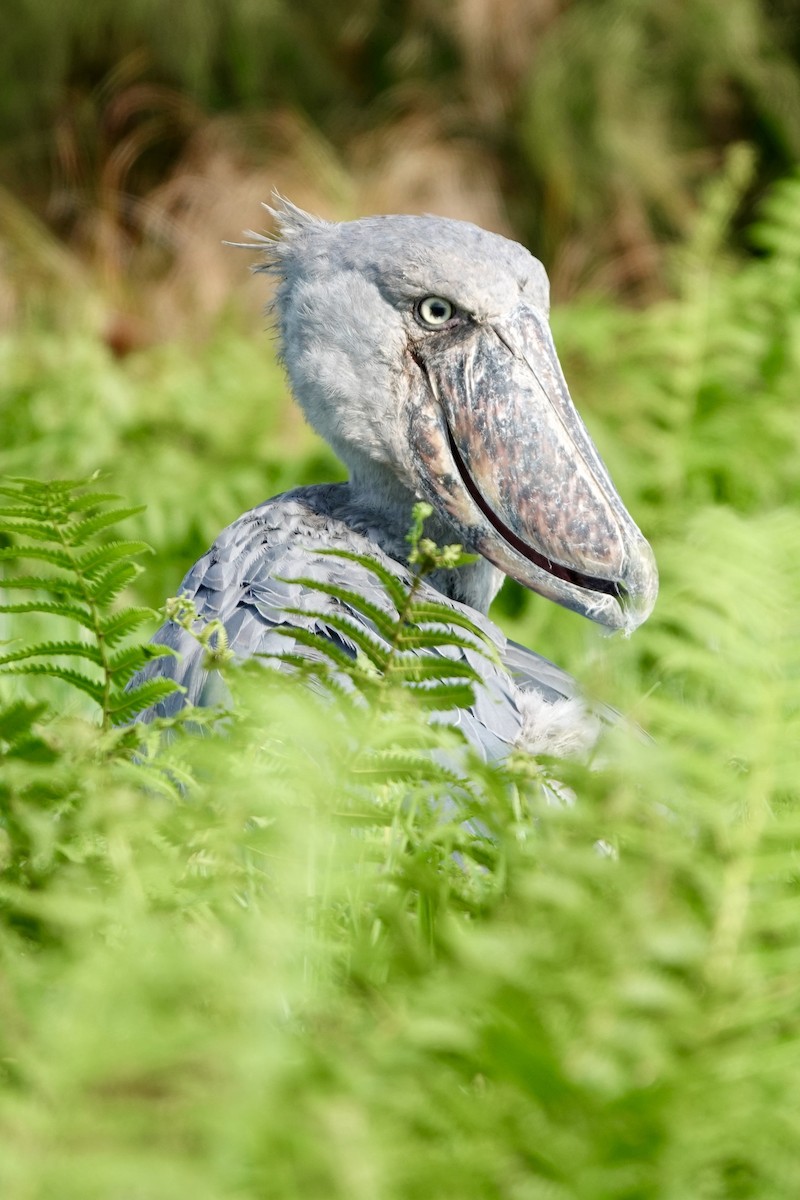 Shoebill - ML644001817