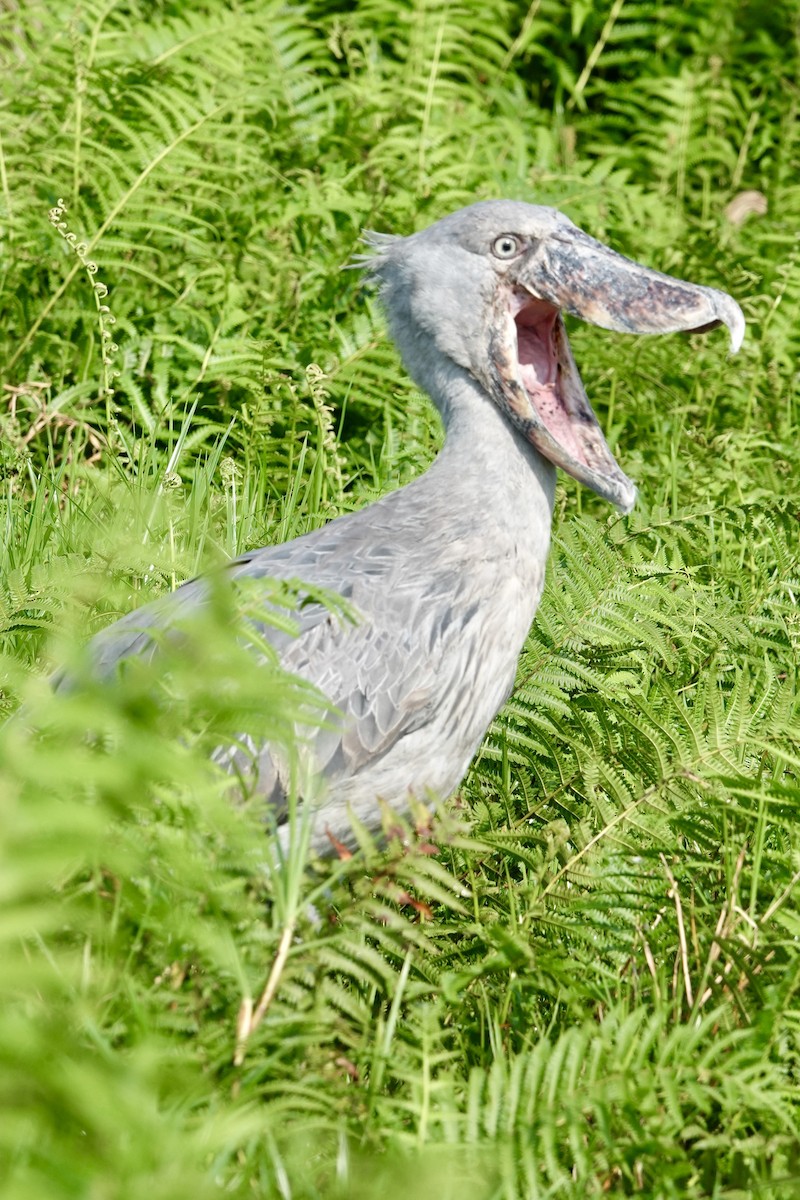 Shoebill - ML644001818