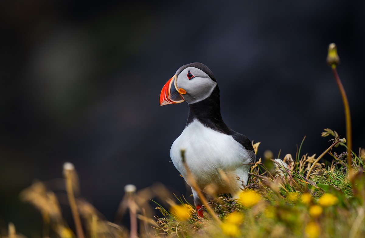 Atlantic Puffin - ML644001823