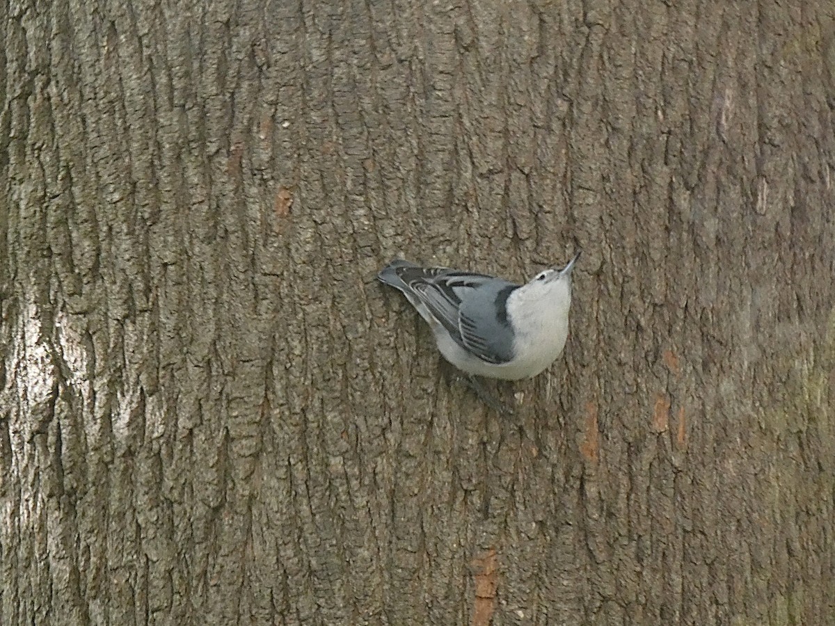 White-breasted Nuthatch (Eastern) - ML644001824