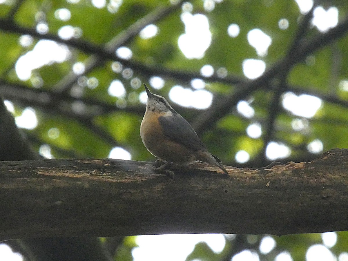 Red-breasted Nuthatch - ML644001833