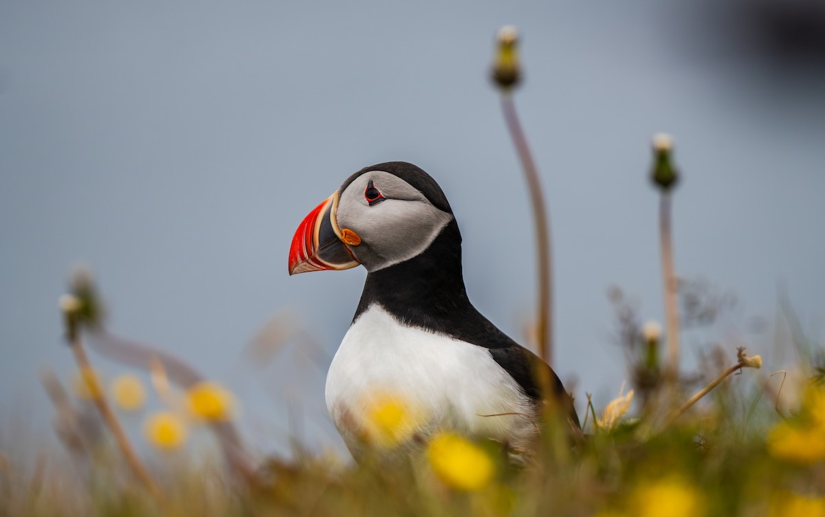 Atlantic Puffin - ML644001837