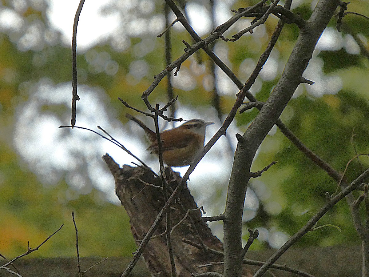 Carolina Wren - ML644001838