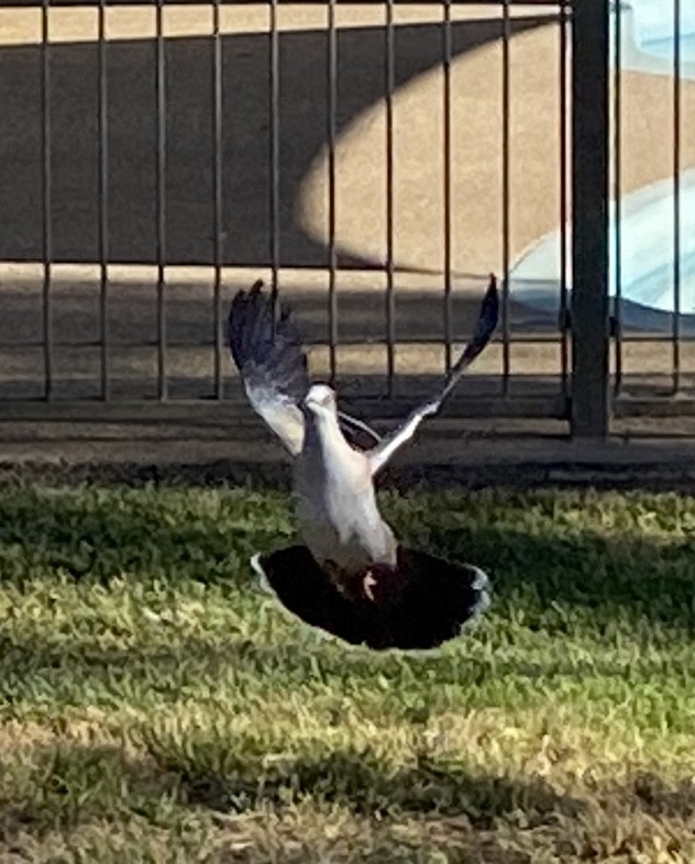 Paloma Bronce Crestada - ML644001845