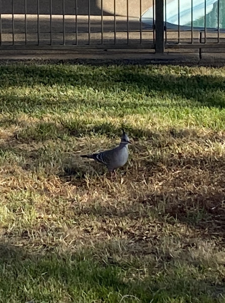 Paloma Bronce Crestada - ML644001846