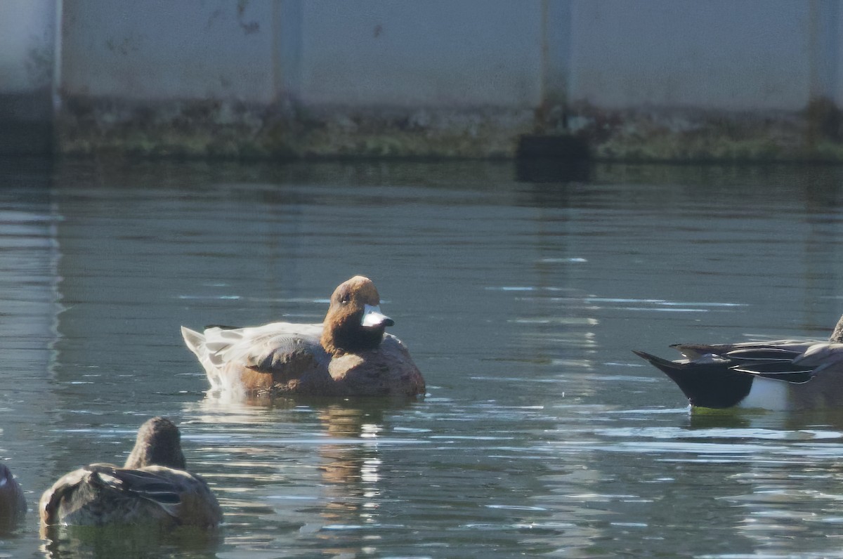 Eurasian Wigeon - ML644001860