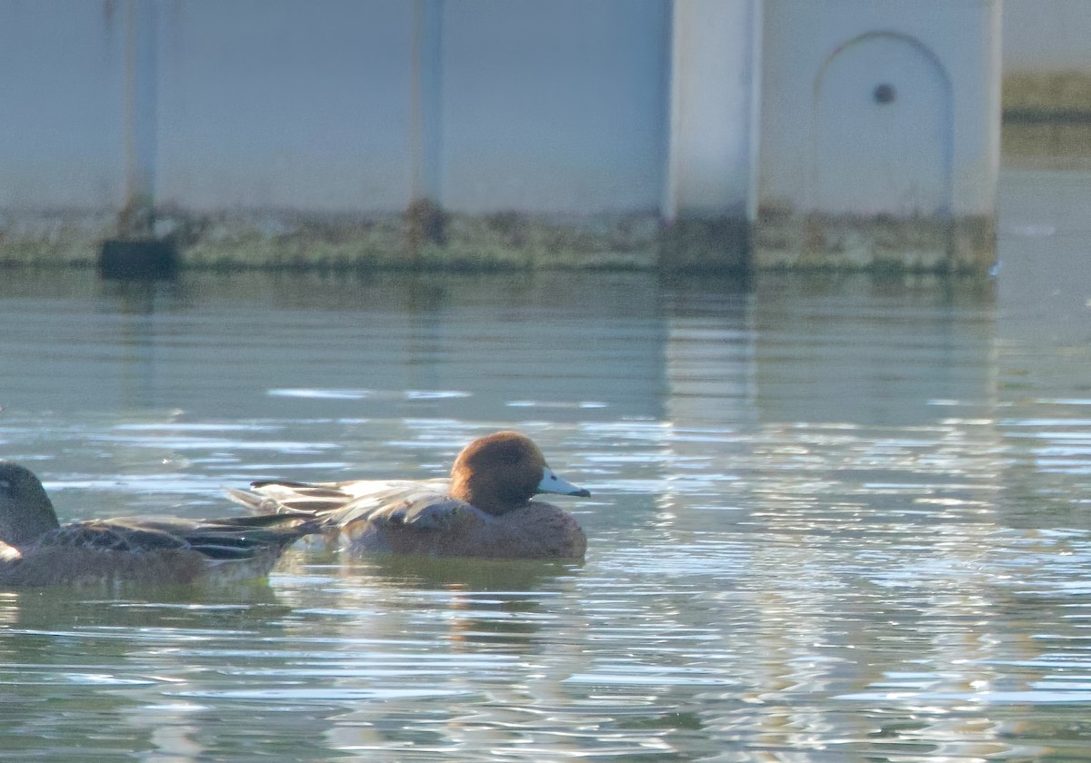 Eurasian Wigeon - ML644001861