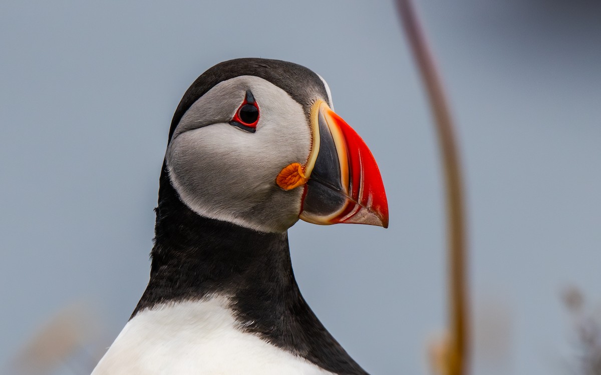 Atlantic Puffin - ML644001862