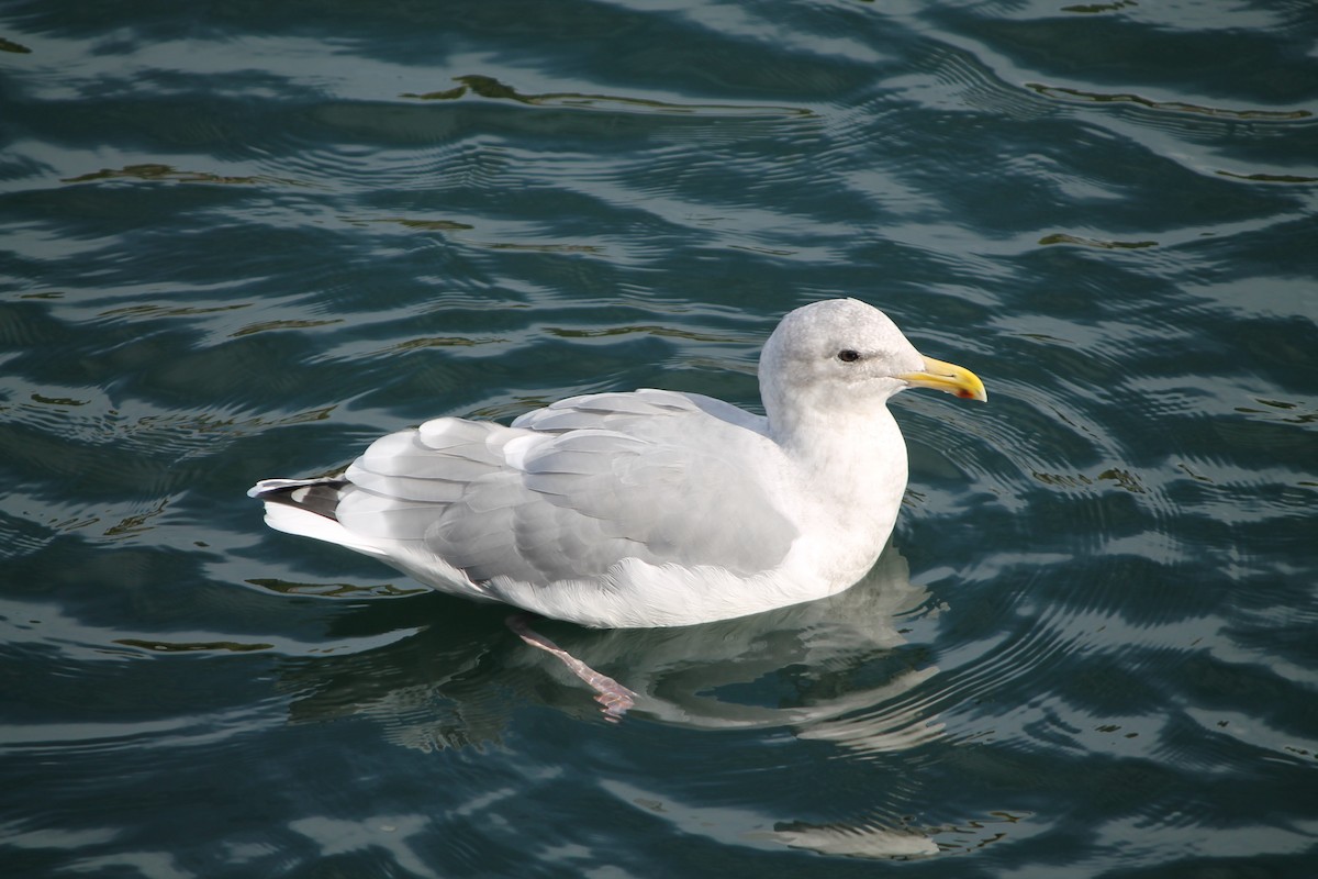 Western x Glaucous-winged Gull (hybrid) - ML644001867