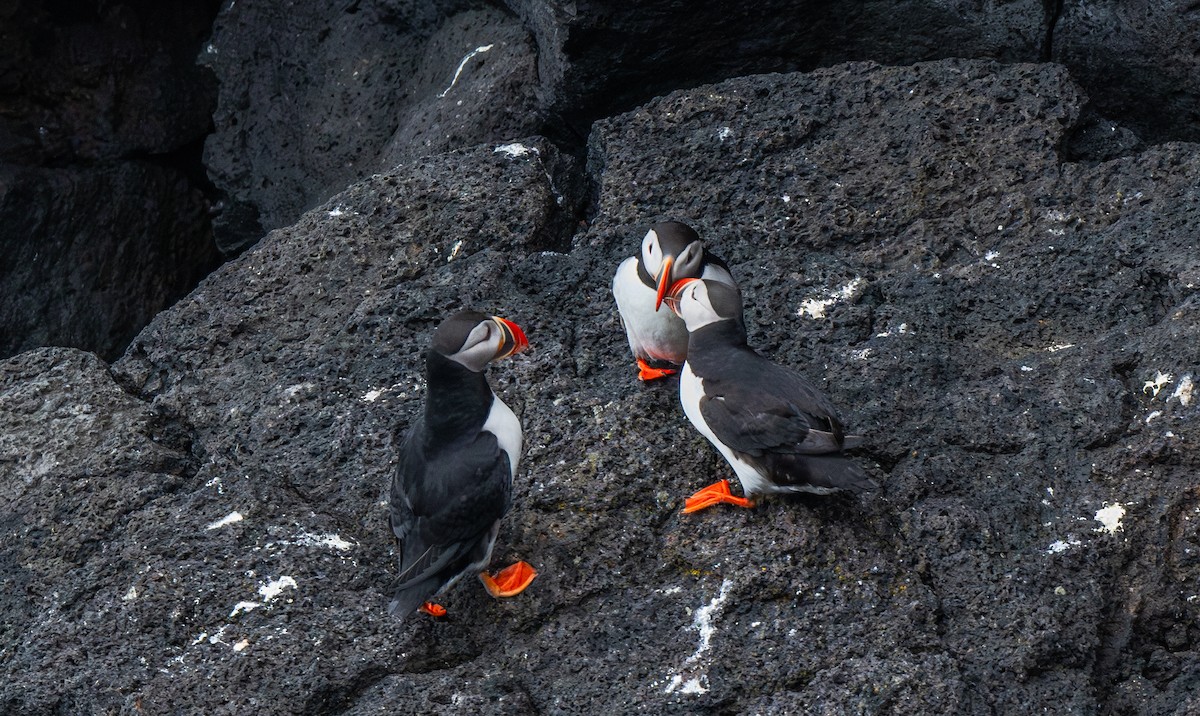 Atlantic Puffin - ML644001891