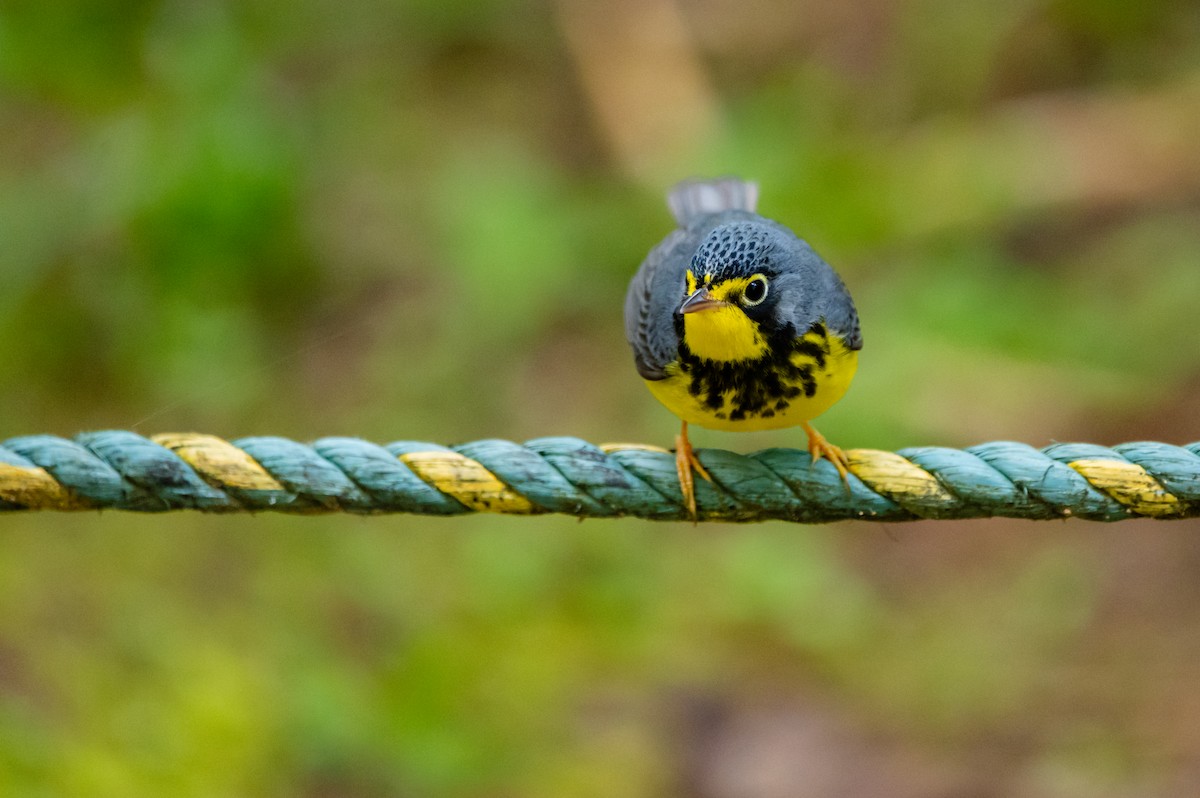 Canada Warbler - ML644001895
