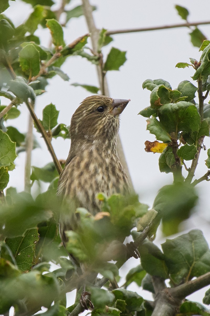 Purple Finch - ML644001899