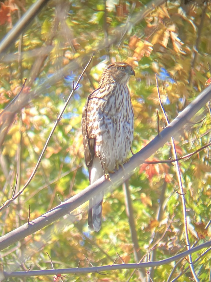 jestřáb americký - ML644001938