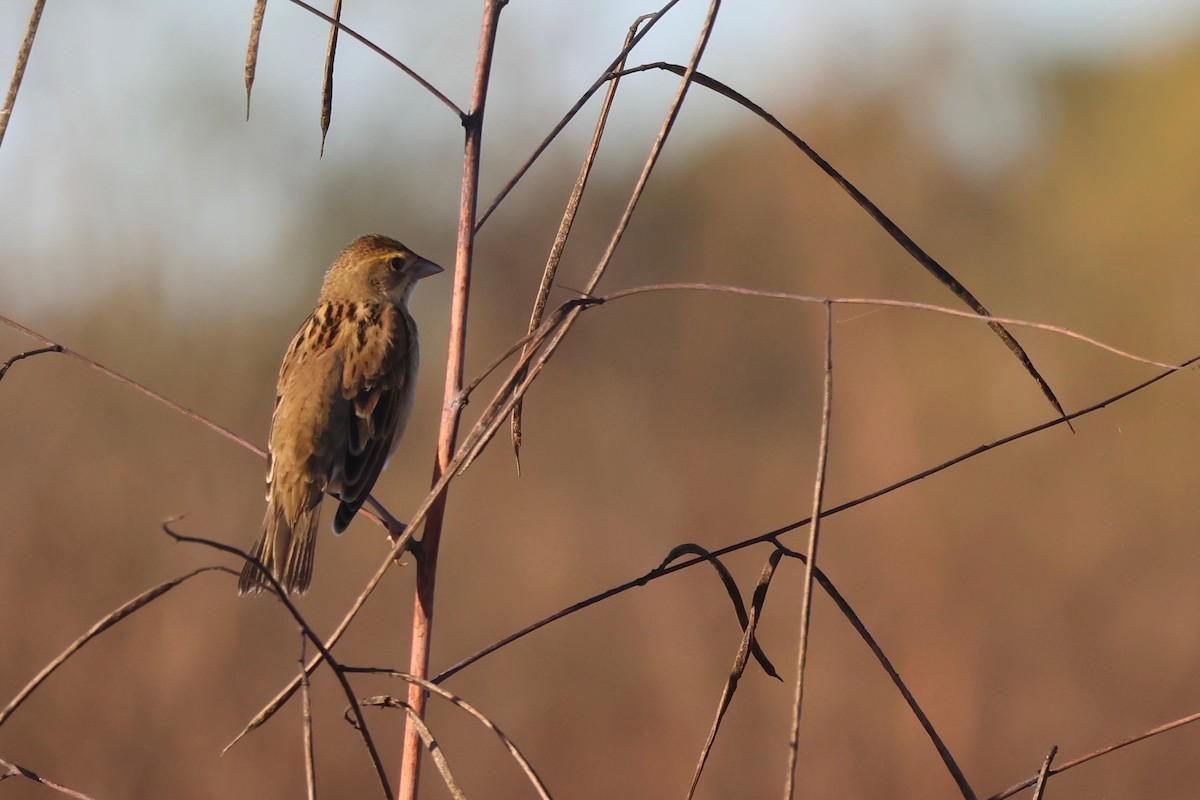 Dickcissel - ML644001948